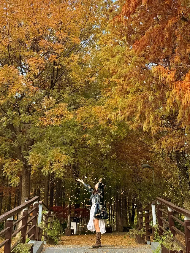 上海自駕1h賞秋紅透的楓葉真的美到封神 上海自駕1h賞秋紅透的楓葉真的美到封神