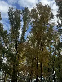 香港上學日常:在香港維園發現一處北方秋天