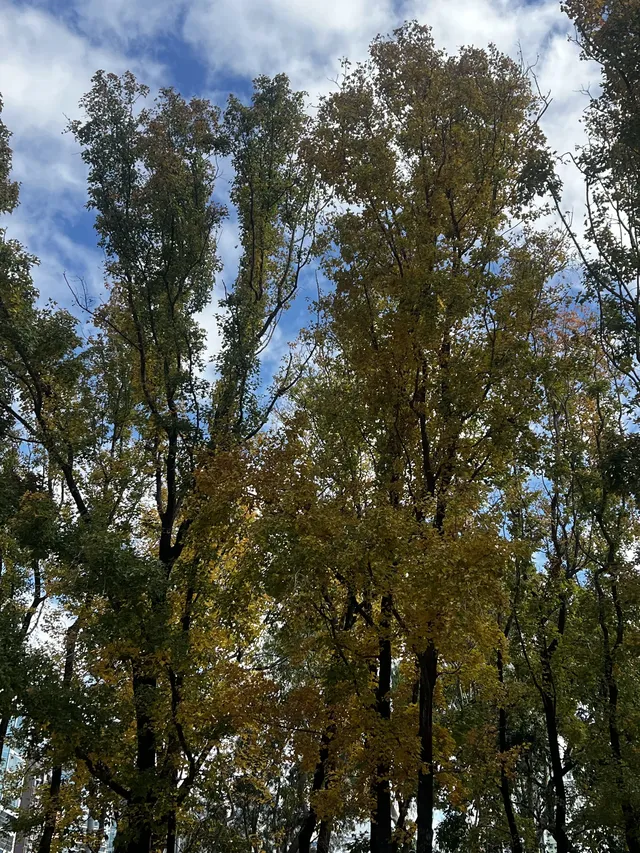 香港上學日常:在香港維園發現一處北方秋天 香港上學日常:在香港維園發現一處北方秋天