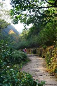 武夷山巖骨花香漫遊道:冬日裡的寧靜之旅