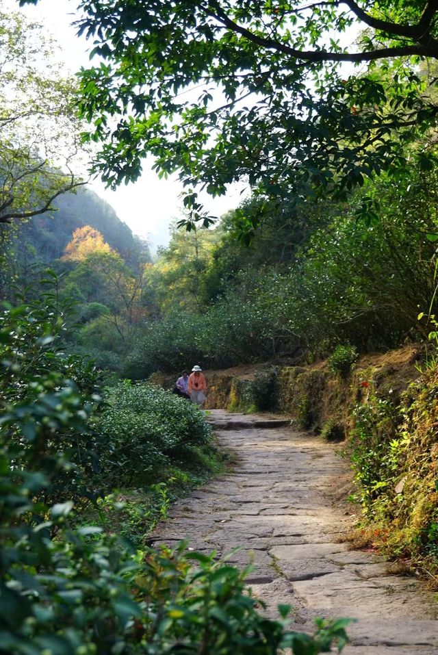 武夷山巖骨花香漫遊道:冬日裡的寧靜之旅 武夷山巖骨花香漫遊道:冬日裡的寧靜之旅