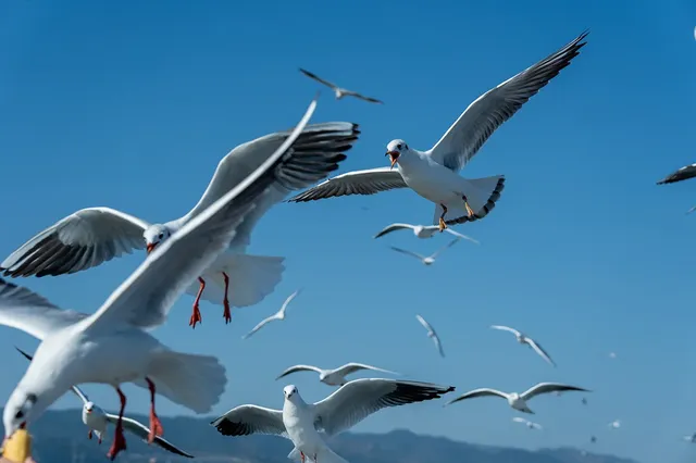 如果冬天只想去一個城市,那就是昆明 如果冬天只想去一個城市,那就是昆明