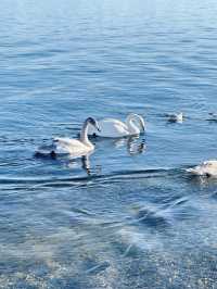 賽湖冬探:冰原上的毛茸茸精靈