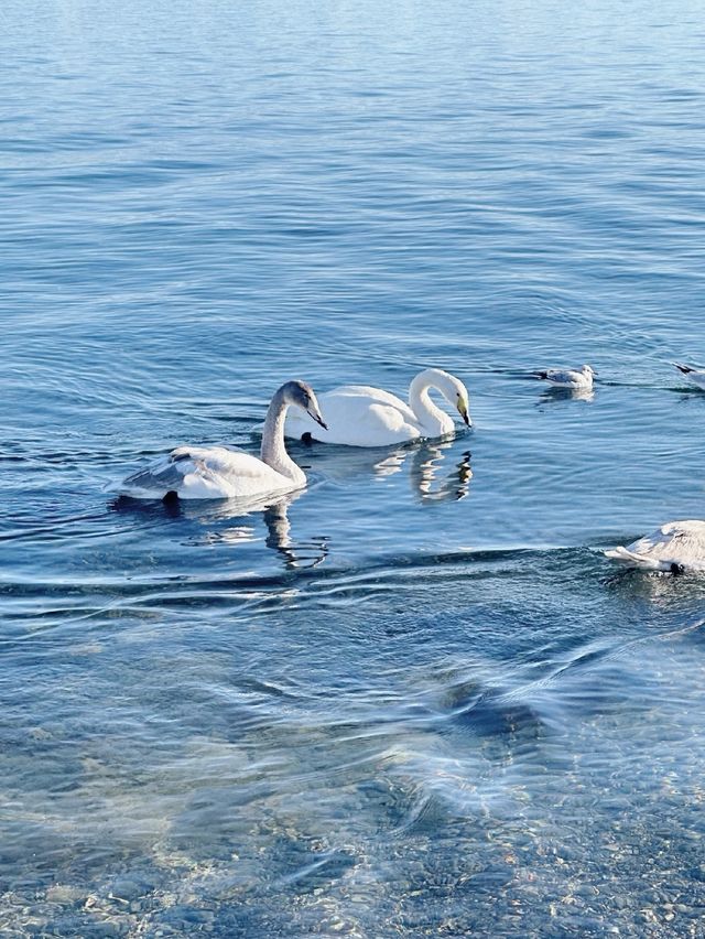 賽湖冬探:冰原上的毛茸茸精靈 賽湖冬探:冰原上的毛茸茸精靈