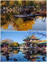 冬日限定！昆明翠湖與紅嘴鷗的浪漫邂逅