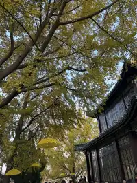 好天氣在玄武湖，度過無所事事的下午