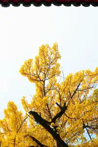 成都|千年古寺裡,藏著一場最禪意的秋色