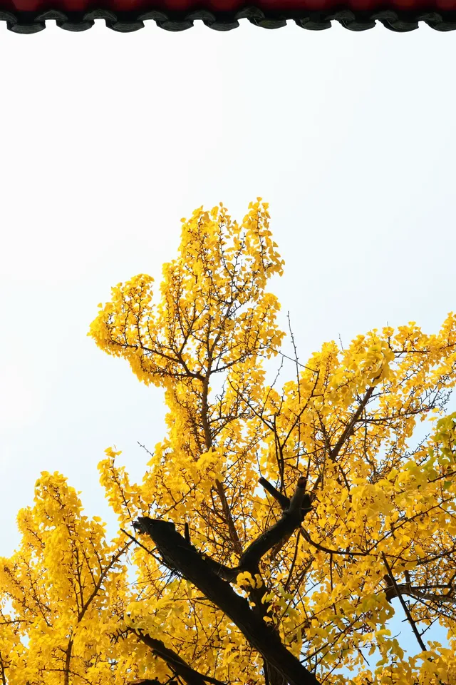 成都|千年古寺裡,藏著一場最禪意的秋色 成都|千年古寺裡,藏著一場最禪意的秋色