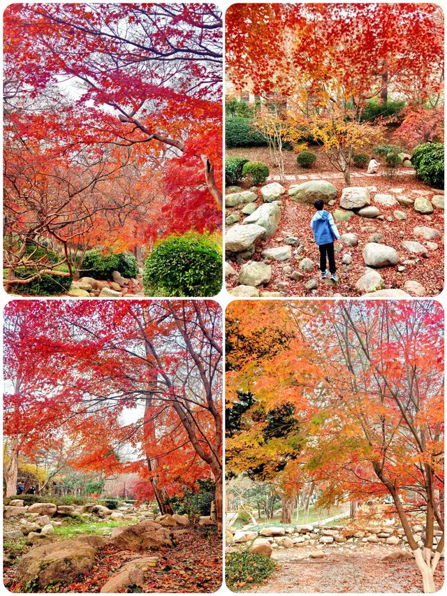青島|中山公園的楓葉,美得像童話故事一樣 青島|中山公園的楓葉,美得像童話故事一樣