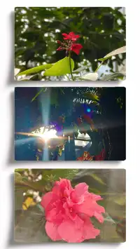 探索上海溫室花園的綠意秘境 