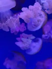 沉浸式墜入深海星穹，治癒與出片雙滿分～