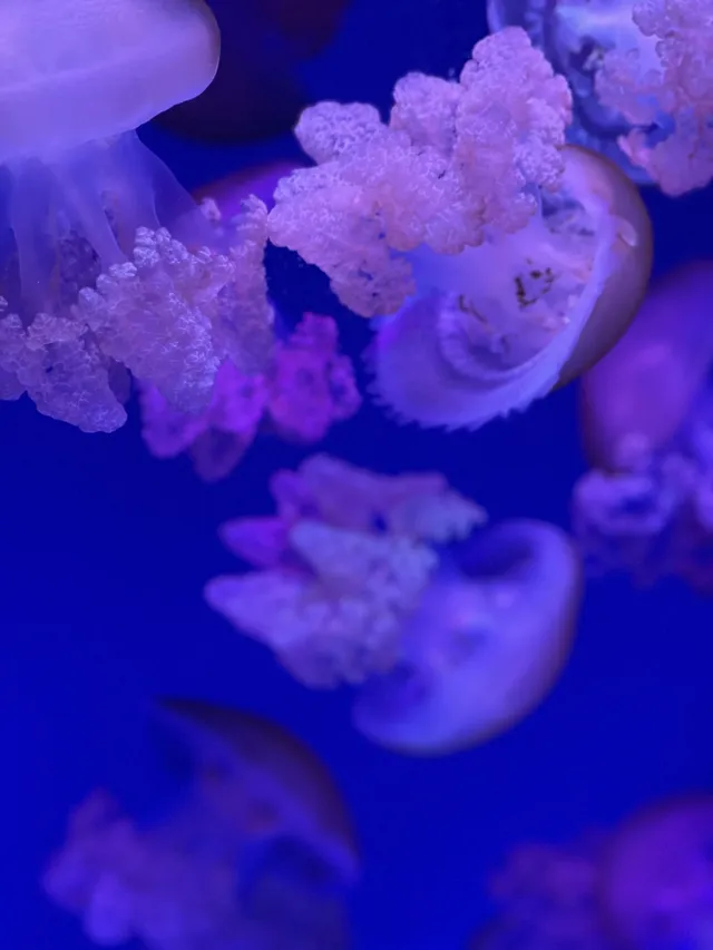 沉浸式墜入深海星穹，治癒與出片雙滿分～