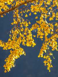 秋末初冬的海螺溝,是雪與金黃交織的雙重浪漫 原來季節的交界,可以這麼好看。 冬日的海螺溝是銀裝