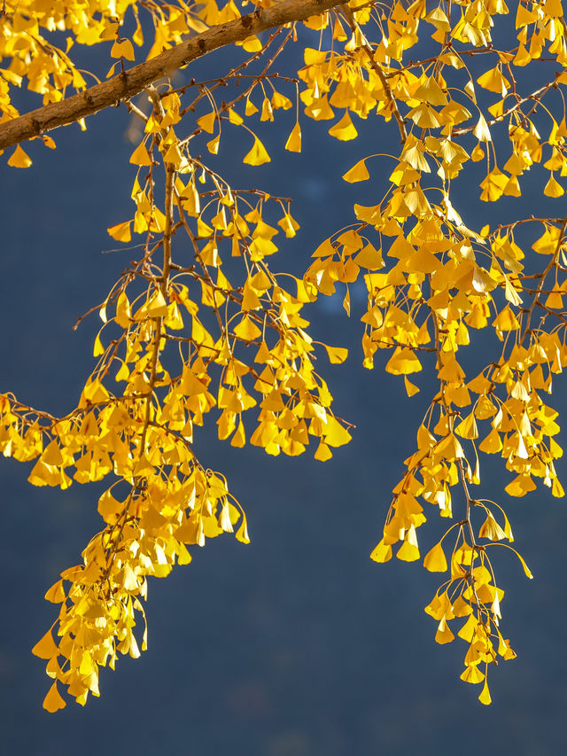 秋末初冬的海螺溝,是雪與金黃交織的雙重浪漫 原來季節的交界,可以這麼好看。 冬日的海螺溝是銀裝 秋末初冬的海螺溝,是雪與金黃交織的雙重浪漫 原來季節的交界,可以這麼好看。 冬日的海螺溝是銀裝