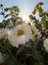 烏村農耕集|打卡藏在烏鎮古村的杭白菊花海