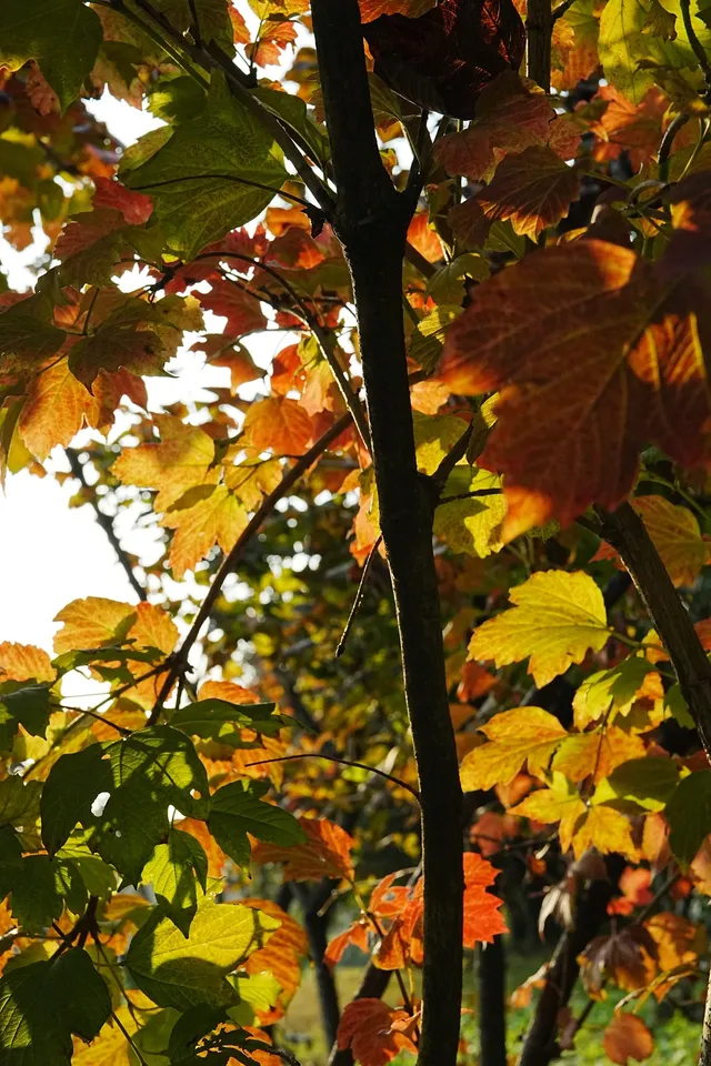 瘦西湖的秋 瘦西湖的秋