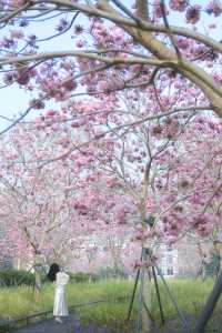 12.11拍|深圳紫花風鈴木開滿啦