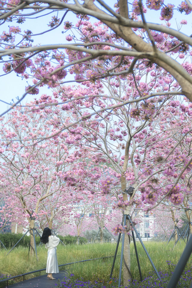 12.11拍|深圳紫花風鈴木開滿啦 12.11拍|深圳紫花風鈴木開滿啦