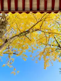 長沙賞秋超全攻略|看萬山紅遍,層林盡染