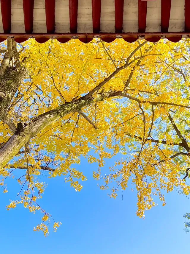 長沙賞秋超全攻略|看萬山紅遍,層林盡染 長沙賞秋超全攻略|看萬山紅遍,層林盡染