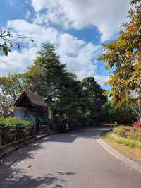 普洱小眾打卡地闖入熱帶雨林的秋日祕境