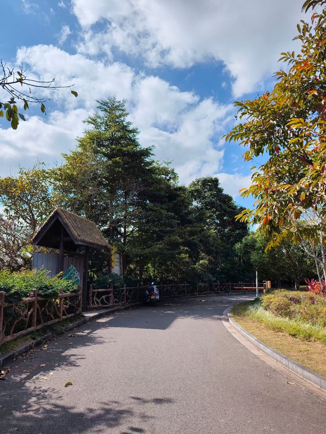 普洱小眾打卡地闖入熱帶雨林的秋日祕境 普洱小眾打卡地闖入熱帶雨林的秋日祕境