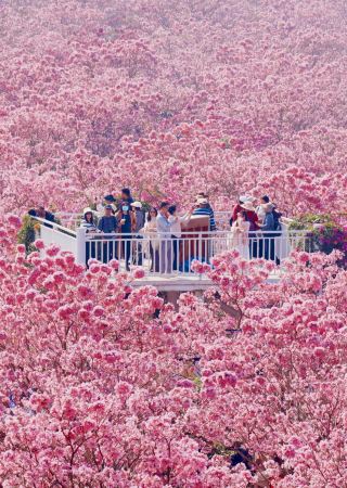 超絶フォトジェニック！江門グリーンビューティーエコパーク｜冬限定のピンクと紫の花海ガイド