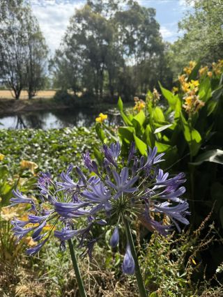 In the Southern Hemisphere, summer is in full swing and flowers are in bloom.