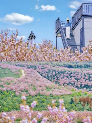 Southern Anhui Qingming Self-Drive Tour｜Late Cherry Blossoms × Spring Tea Double Romance