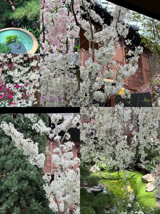 SSP ほっとできる清楚な幼なじみ 園池 桜子(箔押し) SSP 園池 桜子(箔押し) 買取 | HOOKSOFT&SMEE&ASa Project | Lycee