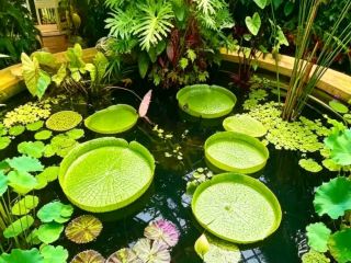 สวนพฤกษศาสตร์เบอร์มิงแฮม: แลนด์มาร์คสีเขียวอันเงียบสงบกลางเมืองแห่งฟุตบอล
