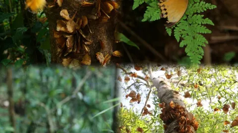 Embark on a rendezvous with millions of butterflies! A romantic getaway to Yunnan – venture into the secret golden forest. — traveler post in Jinping