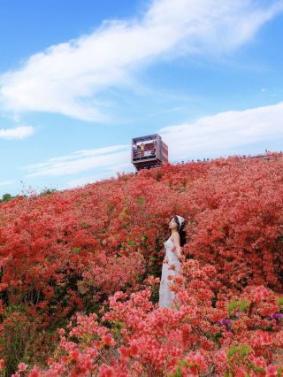 온주! 15r로 볼 수 있는 붉은 꽃바다!