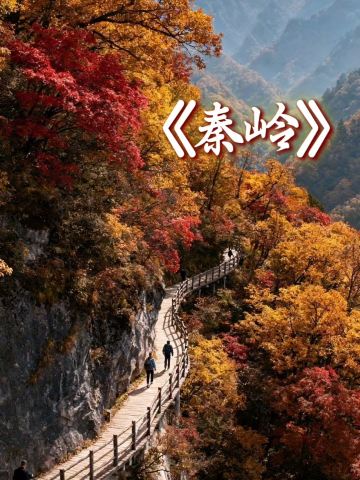 The Qinling Mountains, China's dragon vein! Straddle the north and south in one step, and see the sea of clouds and colorful forests all at once