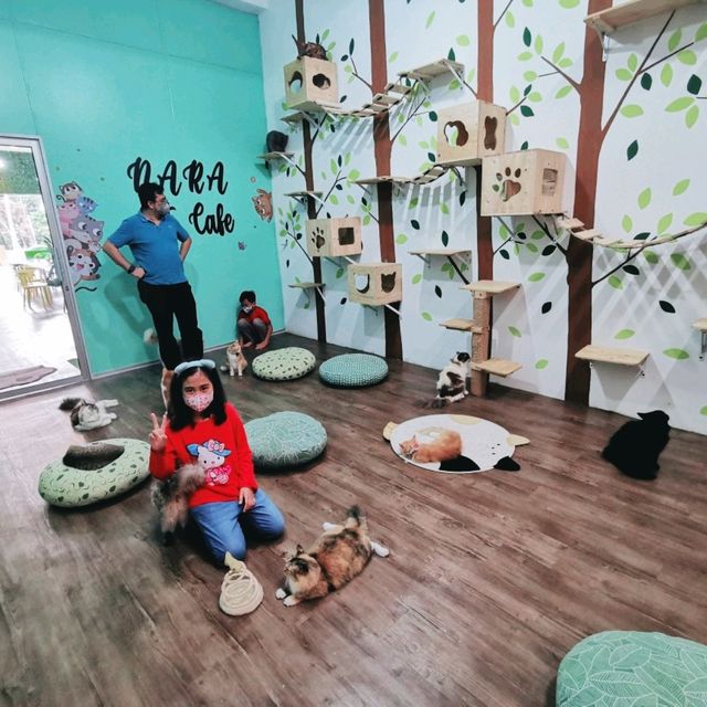 Cat Cafe in Kulim so adorable 