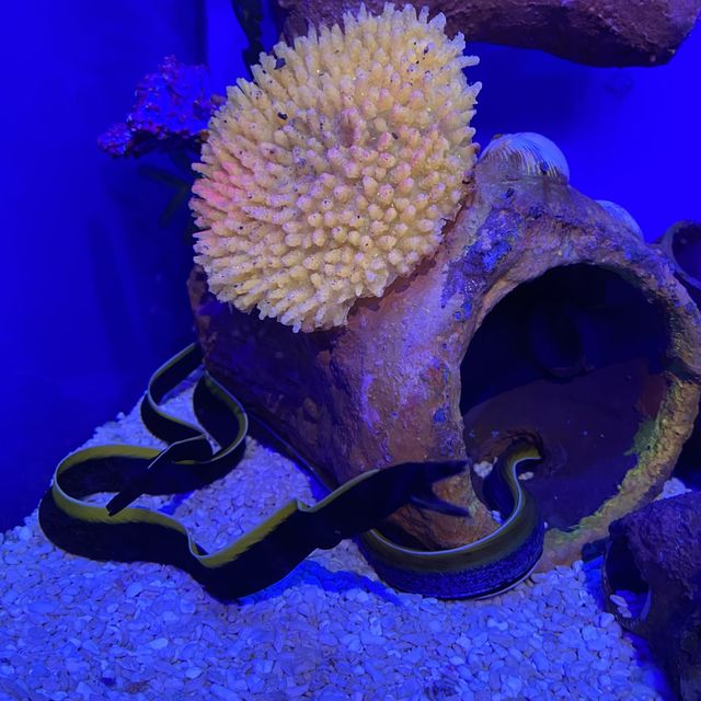 Explore the ocean in Aquaria KLCC 🐟🪸