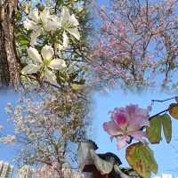 ✨八角亭台~紅色柱子~蘇州視覺感龍園✨