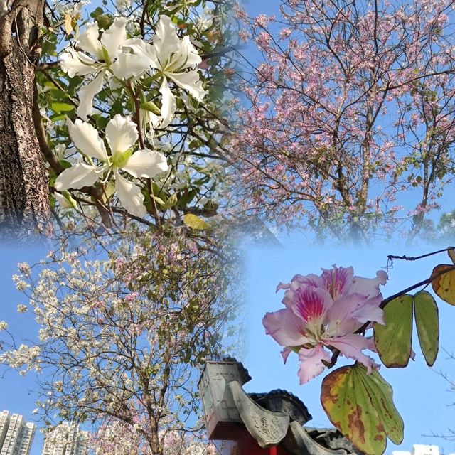 ✨八角亭台~紅色柱子~蘇州視覺感龍園✨