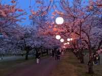 It’s Almost Sakura Season in Japan 🌸