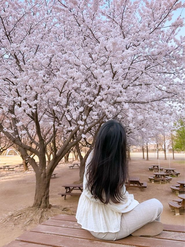서울 밪꽃 명소 서울숲🌸✨