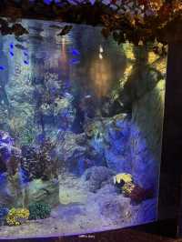 เที่ยวอควาเรียมสุดว้าวบนเกาะวินเพิร์ล 🐠✨
