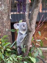 Taronga Zoo🐨 @Sydney🇦🇺