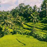 Tegallalang Rice Terrace, Bali