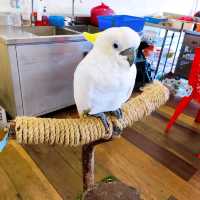 Fun Feeding and Interaction with Parrots & Birds 