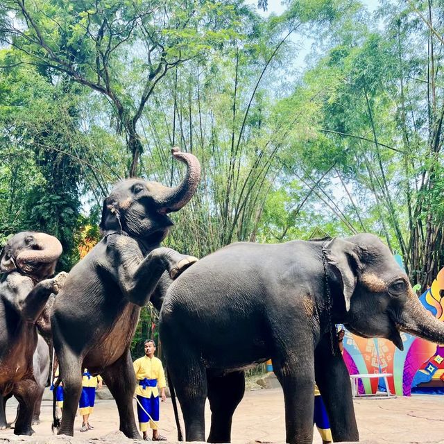 🐘曼谷野生動物世界-探索大自然奧秘🌴