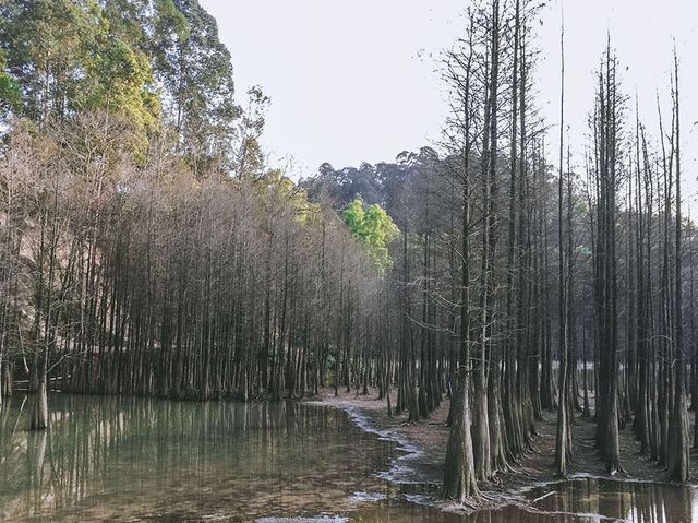 信步閒遊大夫山