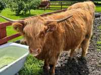 Gentle Giant Cows of Scotland! 🏴󠁧󠁢󠁳󠁣󠁴󠁿