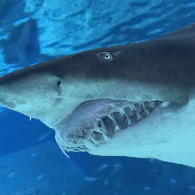 Here come the shark! Amazing place to visit at Sealife Busan Aquarium!  