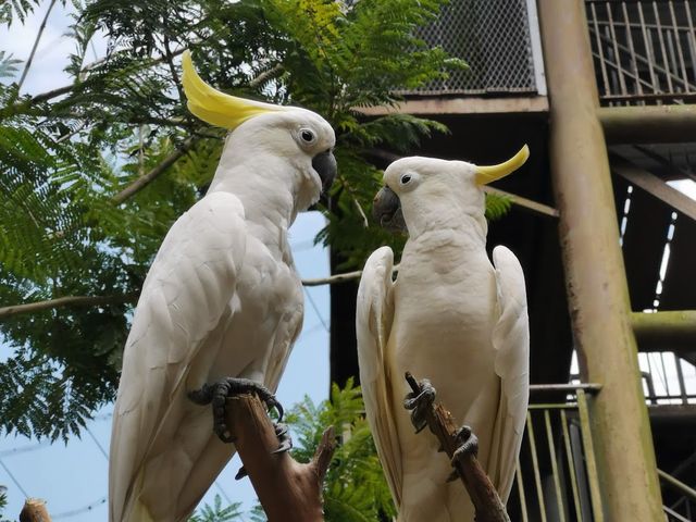Malacca Bird Park ✨