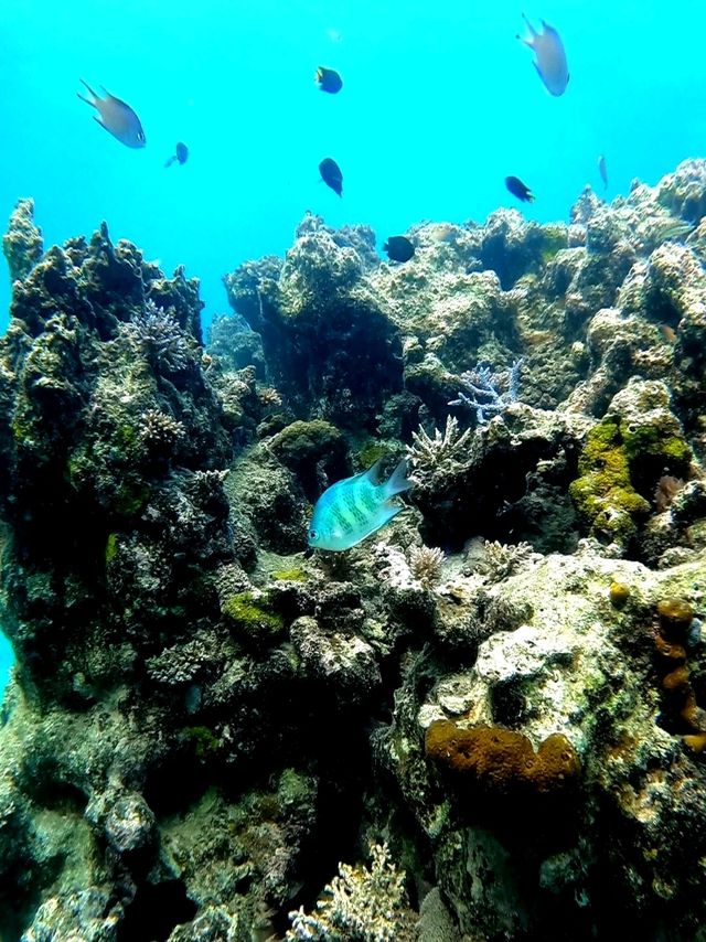 西表島で最もキレイと噂のイダの浜